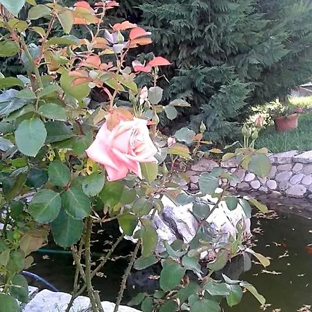 Bed & Breakfast I Gelsomini